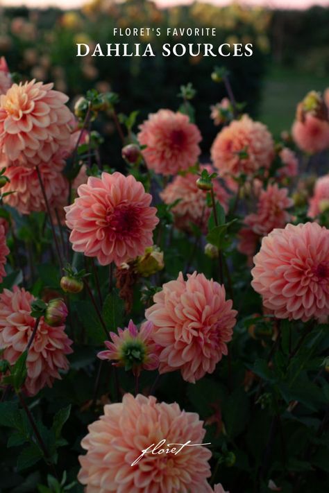 Peach-toned dahlias growing in the field Dahlia Farm, Dahlia Flower Garden, Dahlia Varieties, New York Flower, Flower Farming, Cut Flower Farm, Dahlia Tubers, Growing Dahlias, Flower Truck