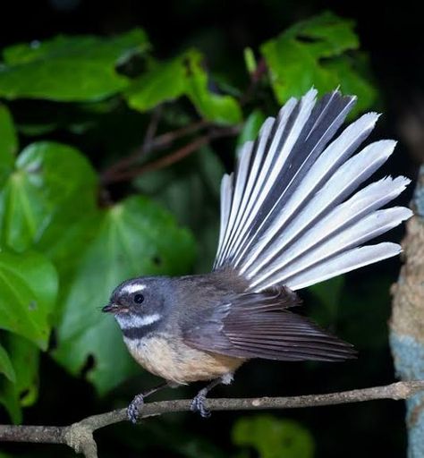 Fantail New Zealand, Nz Fantail Photography, Native Nz Birds, New Zealand Fantail, Fantail Flying, New Zealand Native Birds, Fantail Painting, Fantail Drawing, Tui Tattoo