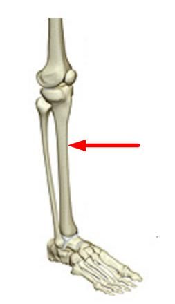 #Tibia is the shin bone or larger bone of the lower leg. #OrthoAtulMishra #KneesurgeonIndia #OrthopedicSurgeonIndia The Shins, Knee Replacement, Lower Leg, Bones, Architecture, Halloween, Quick Saves