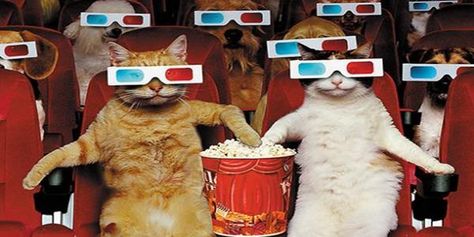 Cool cats watching the new "Cats Away" - I mean "Cast Away" :) Age Of Adaline, Cat Goddess, Internet Cats, Watching A Movie, Summer Movie, Cat Watch, Making A Movie, Movie Screen, Happy Birthday To Us