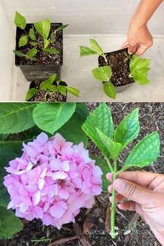 Propagate Hydrangea, Hydrangea Cuttings, Hydrangea Plant Care, Rooting Plants, Propagating Hydrangeas, Tanaman Air, Hydrangea Landscaping, Hydrangea Care, Growing Hydrangeas