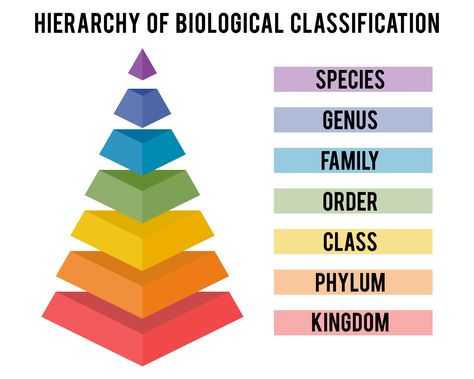 Australian taxonomy resources number around 70 million specimens, valued at over AU$5 billion. That's big science. Taxonomic Hierarchy, Biological Classification, Animal Identification, Plant Classification, Lab Activities, Biology Lessons, Teaching Biology, Concept Map, Spring Coloring Pages