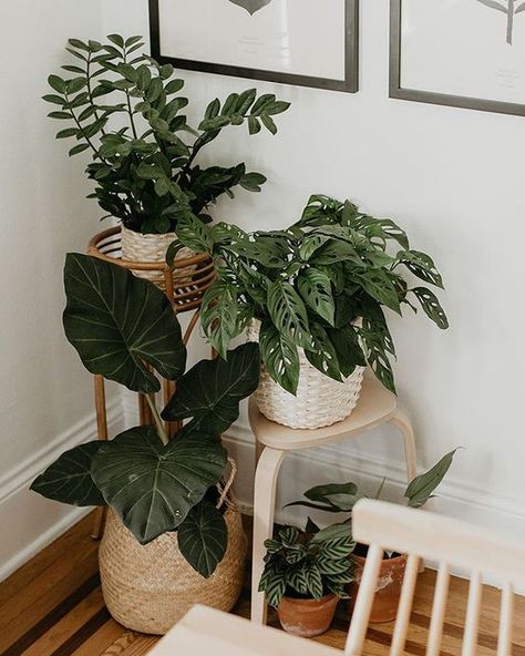 Big Indoor Plants, Tanaman Air, نباتات منزلية, Plant Decor Indoor, Interior Plants, Plant Aesthetic, House Plants Decor, Room With Plants, Decor Minimalist