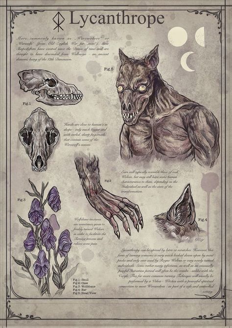 Werewolf Skull, Magical Creatures Mythology, Mystical Creatures Mythology, Fantasy Creatures Mythology, Skull Reference, Art Cottagecore, Myths & Monsters, Mythical Monsters, Monster Illustration