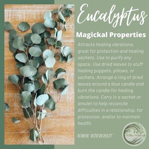 Eucalyptus Witchcraft Uses, Eucalyptus Magical Properties, Eucalyptus Witchcraft, Herbal Grimoire, Moon Gardens, Plant Magic, Grimoire Book, Moon Garden, Smudge Sticks