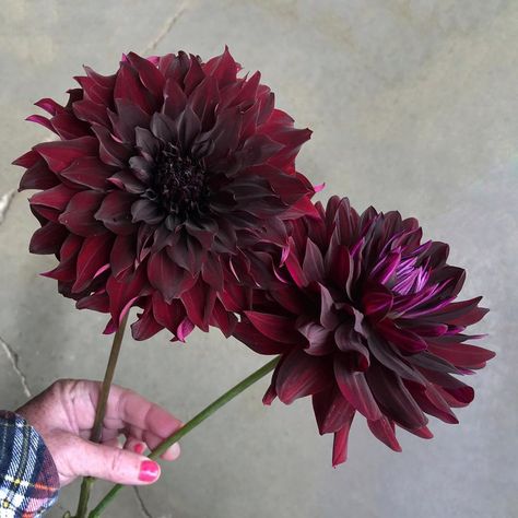 Black Ruby, Black Dahlia, Dahlia Flower, Second Best, Black Beauty, Dahlia, Instagram A, Black And Red, Herbs