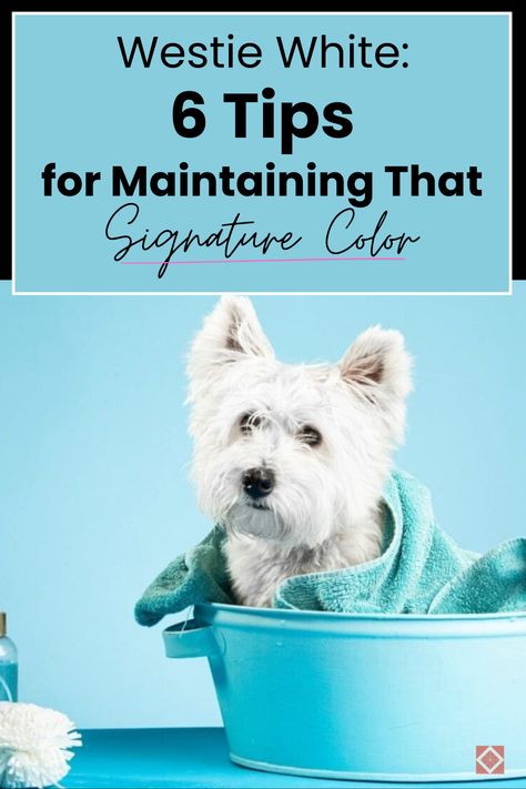 Keep your Westie’s coat beautiful and white with these 6 tips. From expert grooming to the right diet, discover how to ensure your pet always looks their best. 🐾 West Highland White Terrier Grooming, Westie Grooming, Westie Puppies For Sale, Westie Puppies, Highland Terrier, Westie Dogs, West Highland White, Paw Pads, West Highland White Terrier