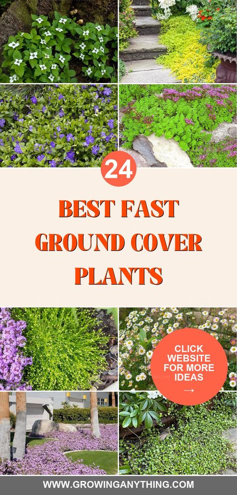 Transform your garden quickly with beautiful, fast-growing ground cover plants. These low-maintenance plants spread rapidly, covering bare spots effortlessly. Easy Ground Cover Ideas, Ground Spreading Plants, Inexpensive Ground Cover Ideas, Planting Ground Cover Plants, Ground Covering Flowers, Hardy Ground Cover Plants, Fast Growing Ground Cover For Slopes, Flower Bed Ground Cover Ideas, Colorful Ground Cover