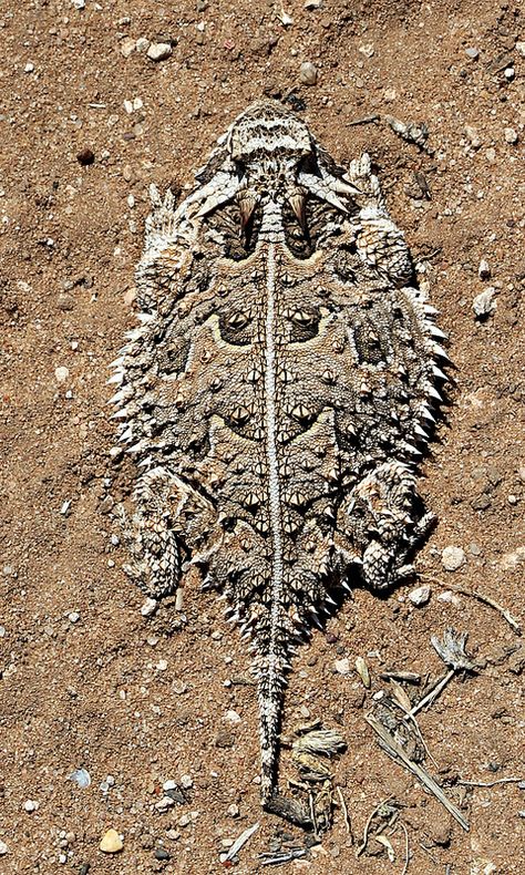 Texas Horned Lizard, Horned Lizard, Desert Animals, Cute Reptiles, Unusual Animals, Frog And Toad, Crocodiles, Reptiles And Amphibians, Bearded Dragon