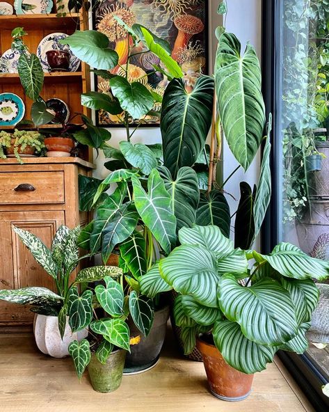 Unveiling the Latest Plant Trends: Happy Houseplants' Guide to Greenin – Happy Houseplants