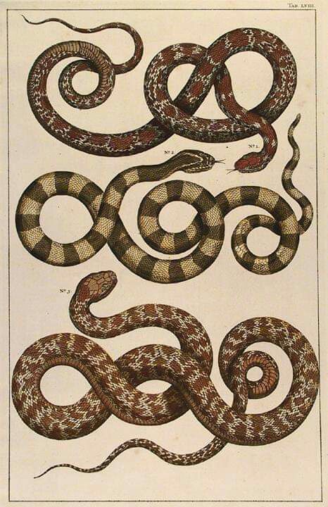 Snakes illustration #devotionals Snake Etching, Snake Engraving, Three Snakes, Grafika Vintage, Snake Illustration, Snake Knot, Drawing Line Art, Snake Drawing, Snake Tattoo Design