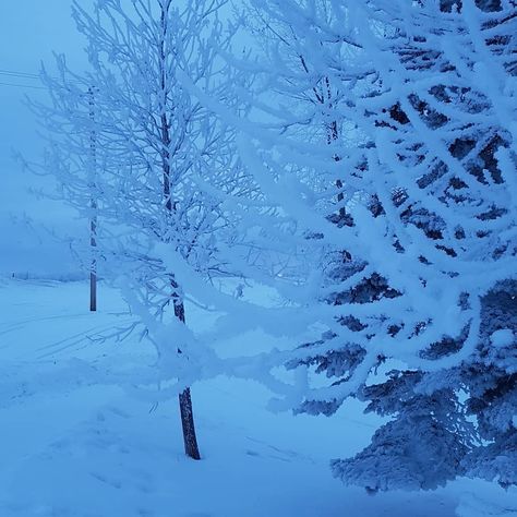 Snow Aesthetic, Snowy Forest, I Love Winter, What Is Christmas, Deep Winter, Dark Winter, Fantasy Places, Winter Scenery, Blue Hour