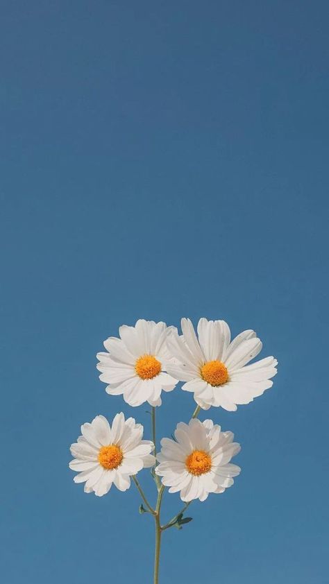 Really cute aesthetic wallpaper for iphone Flower Wallpaper Backgrounds, Wallpaper Backgrounds For Iphone, Aesthetic Spring Wallpaper, Aesthetic Flower Wallpaper, Aesthetic Wallpaper For Iphone, Cute Aesthetic Wallpaper, White Flower Wallpaper, 40 Aesthetic, Minimalist Wallpaper Phone