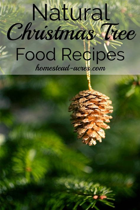 Natural Christmas Tree Food Recipes #Christmas #Christmastree Christmas Tree Preservative, Real Xmas Trees, Make Your Own Christmas Tree, Christmas Tree Water, Christmas Tree Plant, Christmas Tree Food, Natural Christmas Tree, Old World Christmas Ornaments, Real Christmas Tree