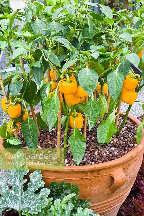 Capsicum - Bell peppers growing in terracotta pot with gravel mulch Bell Peppers Growing, Capsicum Plant, Peppers Growing, Recipes With Banana Peppers, Garden Farming, Growing Bell Peppers, Flower Place, Medicine Garden, Pepper Steak Recipe