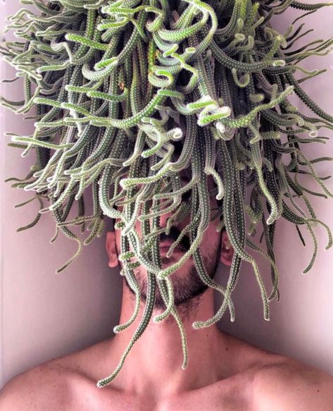 Rat Tail Cactus, Tool Tattoo, Cheap Plants, Technology Website, Goth Garden, Cactus Care, Rock Garden Plants, Rat Tail, Succulent Gardening