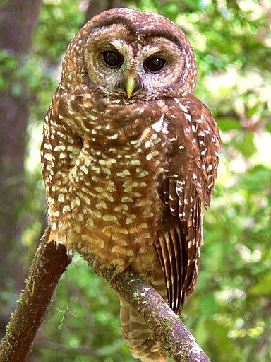 Cartoon Owl Drawing, Owl Habitat, Northern Spotted Owl, Flying Squirrels, Spotted Owl, Small Mammals, Mt Shasta, Barred Owl, Owls Drawing