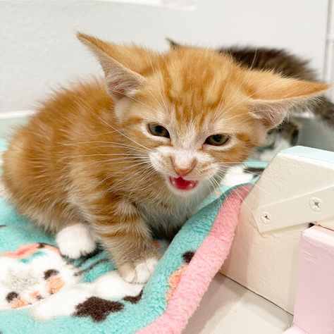 Kitten Lady, Chicken Baby Food, Feral Kittens, Kitten Care, Orange Cats, Feral Cats, Cat Behavior, Baby Steps, New Relationships