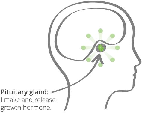 Growth Hormone Injections, Pituitary Gland Tumor, Homework Helpers, Tummy Ache, Vapor Rub, Pituitary Gland, Complex Systems, Growth Factor, Study Plan