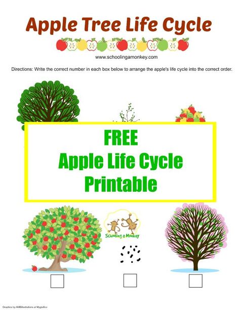 Apple Activities for Kids: Apple Life Cycle Printable Preschool Science Centers, Science Experiments Preschool, Preschool Engineering, Experiments Preschool, Apple Activities For Kids, Science Experiments For Toddlers, Apple Tree Life Cycle, Spring Stem Activities, Preschool Stem Activities