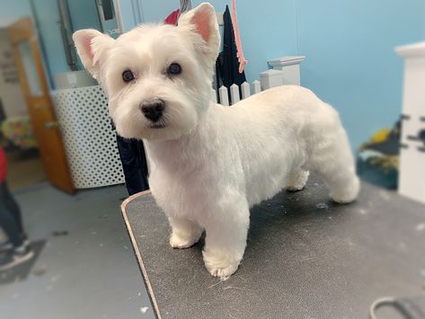 Westie Grooming Styles, Westie Dogs West Highland Terrier, Westie Haircut Hairstyles, Westie Haircut, West Highland White Terrier Grooming, Dog Medicine, Dog Grooming Styles, Grooming Style, Westie Puppies