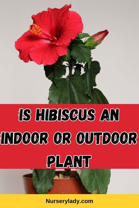 Hibiscus indoor vs outdoor -
Growing hibiscus indoors or outdoors -
Hibiscus as houseplant -
Outdoor hibiscus care -
Indoor hibiscus cultivation -
Hibiscus outdoor planting -
Hibiscus potted indoors -
Hibiscus garden placement -
Best environment for hibiscus -
Hibiscus container gardening -
Hibiscus indoor growing conditions -
Hibiscus outdoor garden setup -
Hibiscus as an indoor ornamental plant -
Choosing between indoor and outdoor hibiscus -
Hibiscus outdoor landscaping ideas - Hibiscus Care Outdoors, Hibiscus Fertilizer, Plants Indoor Decoration, Hibiscus Care, Hibiscus Shrub, Growing Hibiscus, Hibiscus Garden, Hibiscus Tree, Live Indoor Plants