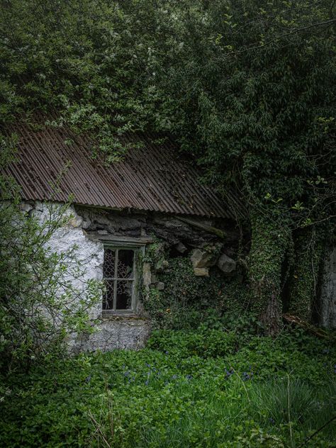 Abandoned Overgrown Aesthetic, Abandoned Cottage Woods, Abandoned House In Forest, Hollow Tree, Woodland Cottage, Abandoned Cars In Forest, Cottage Aesthetic, Abandoned Car In Forest, Mystical Forest