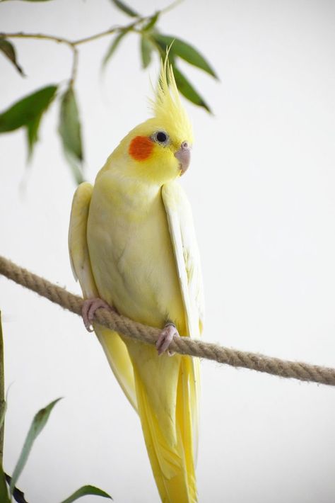 #bird
#borb
#birdmemes
#cockatiel
#meme
#birbmemes
#caique
#calopsita
#cockatoo
#caiquesofinstagram
#cockatiellove
#relatable
#funny
#birb_called_charlie
#birds
#parrots
#cute
#parakeet
#birdsofig
#birdsofinstagram
#birdstagram
#birdlovers
#instabirds
#parrotsofinstagram
#instaparrots
#funnyanimals
#cuteanimals
#peekaboo Cockatiel Aesthetic, Cinnamon Cockatiel, Cockatiel Pictures, Yellow Cockatiel, Cute Cockatiel, Yellow Tattoo, Cockatiel Bird, Bird & Wildlife Houses, Pretty Animals