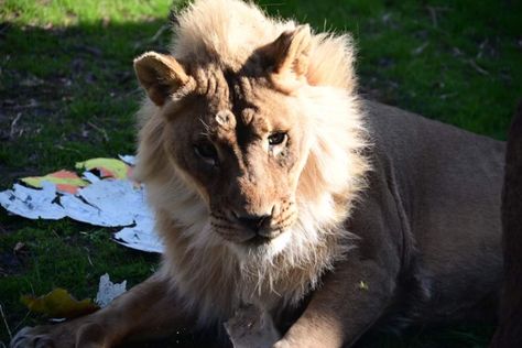 Zuri, an 18-year-old lioness at the Topeka Zoo, has been growing some extra locks since 2020. Topeka Zoo & Conservation CenterCaretakers at Topeka Zoo in Kansas are trying to piece together why one of their lionesses is suddenly sporting the extra fur. The post The rare case of a lioness with a mane appeared first on Popular Science. Lioness With Mane, Pretty Lioness, Sierra Aesthetic, Lioness Aesthetic, Maned Lioness, Fav Animal, Zoological Garden, Wild Lion, Cat Anatomy