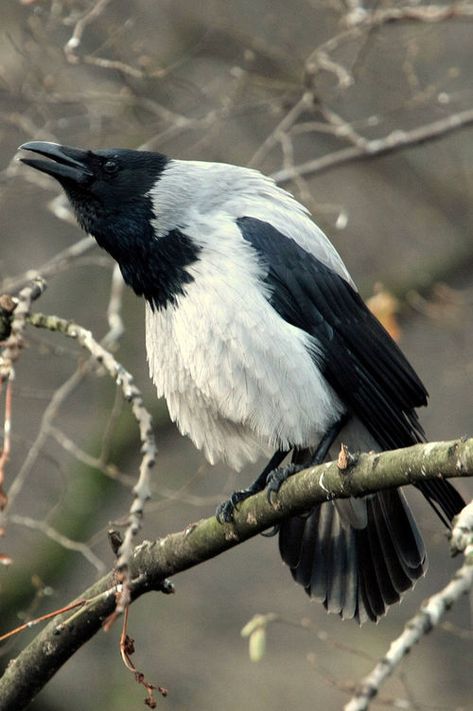 Hooded Crow, Black Birds, Jackdaw, Raven Art, Crows Ravens, Big Bird, Stay Inspired, Pretty Birds, Black Bird