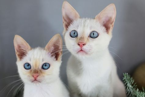 20 Things You Didn’t Know About Flame Point Siamese Cats Are Better Than Dogs, Flame Point Siamese, Excited Cat, Colorpoint Shorthair, Flame Point, Siamese Kitten, Himalayan Cat, Long Haired Cats, Siamese Kittens