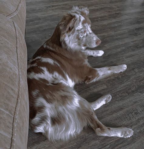 Red Merle Aussie, Red Merle Australian Shepherd, Apartment Dogs, Aussie Dogs, Australian Shepherd Dogs, Wolf Dog, Cute Animal Photos, Dog Coats, Australian Shepherd