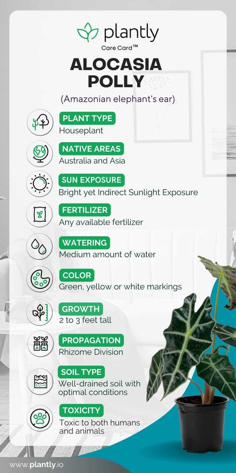 Alocasia Polly Care: Keep Your Plant Thriving! Alocasia Polly Care, Indoor Plant Care Guide, Alocasia Polly, Alocasia Plant, Elephant Ear Plant, Plant Book, Indoor Plant Care, African Mask, Starter Plants