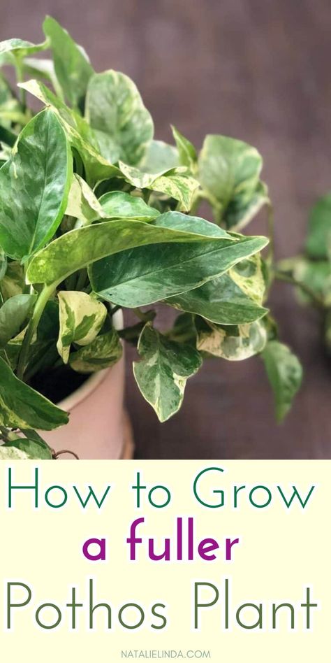 Achieving a big, fuller pothos plant can be challenging for beginners. This post shares easy tips on how to grow a lush, big pothos plant that looks full and healthy. These post includes simple pothos plant care tips plus methods of pothos propagation to help your plant thrive! Save this pin for later to ensure your pothos grows lush and full! Snow Queen Pothos, Horticultural Therapy, Pothos Plant Care, Pothos Vine, Pothos Plants, Marble Queen, Marble Queen Pothos, Indoor Plants Low Light, Indoor Plants Styling