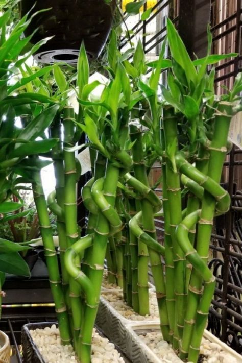 How To Grow Bamboo, Bamboo Plant Indoor, Bamboo Farm, Bamboo Seeds, Bamboo Decking, Growing Bamboo, Lucky Bamboo Plants, Sheets Bedding, Bamboo Roots