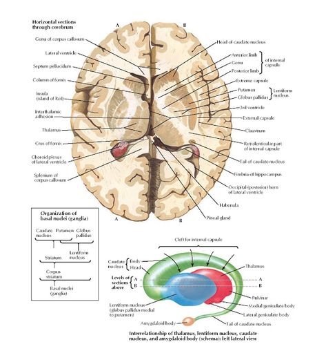 Basal Nuclei (Ganglia)  Anatomy   Genu of corpus callosum , Lateral ventricle , Septum pellucidum , Column of fornix , Insula  (island of... Maxillary Nerve, Caudate Nucleus, Internal Capsule, Basal Ganglia, Corpus Callosum, Deep Brain Stimulation, Motor Neuron, Cerebral Cortex, Frontal Lobe