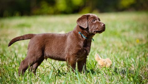 buying-a-chocolate-labrador-puppy Miniature Labrador, Labrador Puppy Training, Labrador Puppies For Sale, Labrador Retriever Facts, Chocolate Lab Puppies, Chocolate Labrador Retriever, Golden Retriever Mix, Yellow Labrador Retriever, Lab Puppy