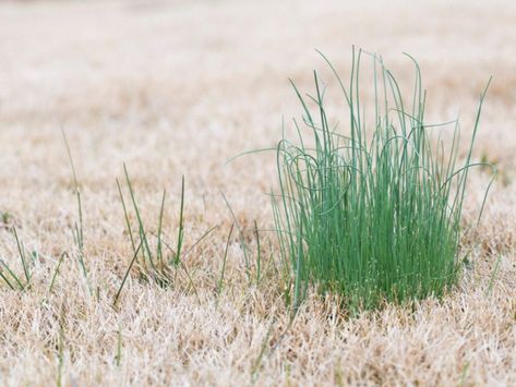 Wild Onion Control: How To Get Rid Of Wild Onions Common Lawn Weeds, Fescue Lawn, Lawn Weeds, Wild Onion, Wild Onions, Growing Onions, Planting Onions, Weeds In Lawn, Plant Problems