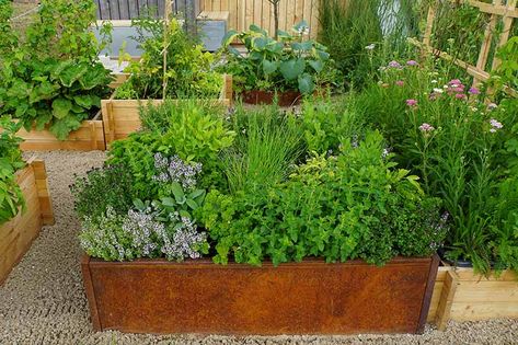 Raised Bed Herb Garden, Raised Herb Garden, Herb Garden Planter, Herb Garden Design, Vertical Herb Garden, Best Perennials, Herb Planters, Perennial Herbs, Garden Boxes