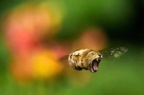 Lion-bee hybrid Animal Mashups, Photoshopped Animals, Hybrid Animals, Bizarre Animals, Cool Photoshop, Fake Animals, Memes Of The Day, Interesting Animals, Weird Animals