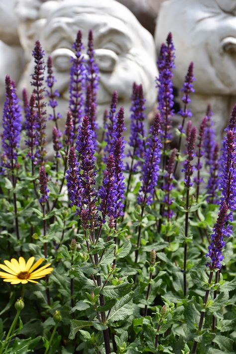 Caramia Meadow Sage (Salvia nemorosa 'Caramia') at Longfellow's Greenhouses Types Of Sage, Waterville Maine, Meadow Sage, Salvia Nemorosa, Blue Plants, Herbaceous Perennials, Low Maintenance Plants, Violet Flower, Bedding Plants