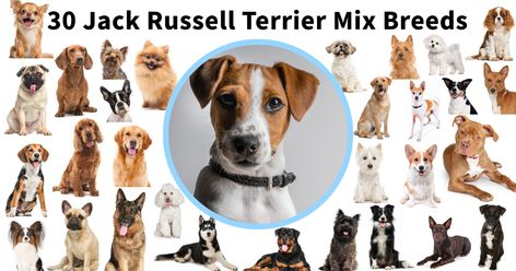 Jack Russell Terrier Mixes [30 JRT Mixed Breeds w/ Pictures] Jack Russell Mixed Breeds, Best Family Dogs, Terrier Mix Breeds, W Pictures, Jack Russell Mix, Jack Russell Terrier Mix, My Pet Dog, Jack Russell Terriers, Patterdale Terrier