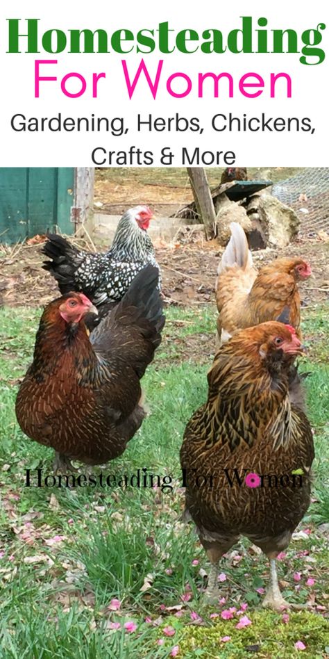 Homestead Plans, Family Homestead, Modern Homesteading, Homesteading Ideas, Homesteading Diy, Homestead Farm, Homesteading Skills, Greenhouse Plans, Hobby Farm