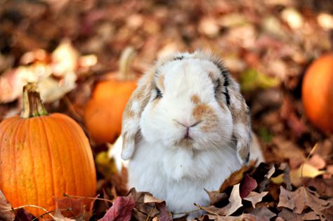 Bunny! Rabbit Photoshoot, Autumn Easter, Bunny Photoshoot, Rabbit Aesthetic, Holland Lop Bunny, Autumn Rabbit, Baby Rabbits, Holland Lop Bunnies, Lop Bunny