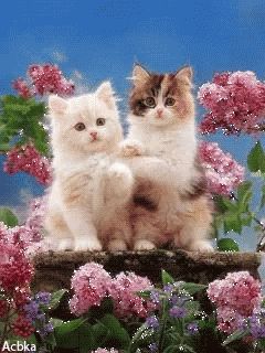 Kittens And Flowers, Good Afternoon, Happy Sunday, Kittens, Flowers, Blue