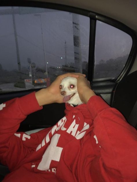 Psy Chihuahua, Foto Kelakar, Weird Images, Funny Animal Photos, Animale Rare, Funny Animal Jokes, 웃긴 사진, Funny Profile Pictures, Funny Reaction Pictures