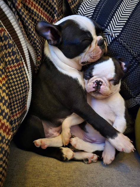 Cute Boston Terrier Puppies, Baby Boston Terriers, Stunt Woman, Boston Terrier Art, Boston Terrier Love, Frenchie Puppy, Very Cute Dogs, Boston Terrier Puppy, Puppies And Kitties