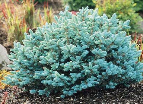 Globe Blue Spruce, Small Evergreen Shrubs, Evergreen Landscape, Low Maintenance Shrubs, Front Landscaping, Garden Shrubs, Blue Spruce, Evergreen Shrubs, Landscaping Plants