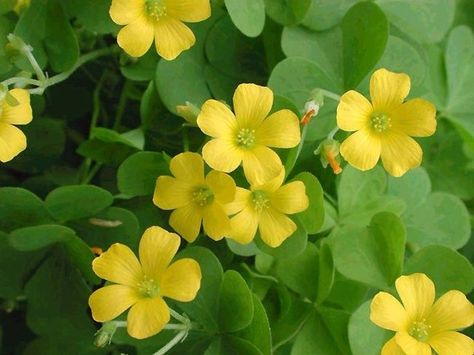 Woodsorrel (Oxalis Spp.) in Ontario. Leaves may be dark to light green to red. Flowers yellow. Stricta var known as sourgrass. Leaves and flowers edible raw, and sour, but safer/tastier cooked. Oxalis Plant, Sorrel Plant, Red Creeping Thyme, Thyme Garden, Beautiful Yellow Flowers, Wood Sorrel, Buttercup Flower, Yellow Wood, Yellow Garden