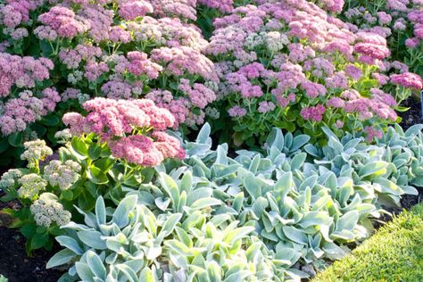 Sedum Autumn Joy, Sedum telephium 'Autumn Joy', Sedum 'Autumn Joy', Stonecrop… Garden Companion Planting, Have Inspiration, Garden Pictures, Plant Combinations, Garden Borders, Green Foliage, Companion Planting, Garden Cottage, Autumn Garden